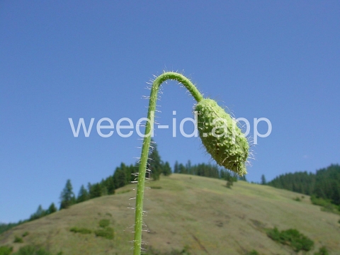 poppy, corn